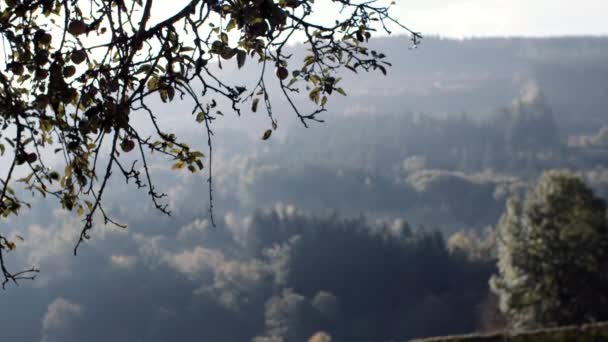 Paysage Champetre Devant Une Foret Belgique — Stockvideo