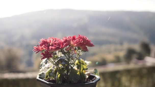 Pot Fleur Bord Une Fenetre Devant Paysage Campagnard Soleil — Vídeos de Stock