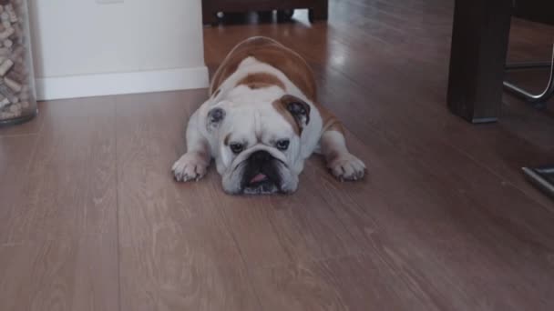 Chien Qui Repose Puis Lve Abois Dans Appartement — Vídeos de Stock