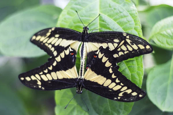 Close up of two Butterfly\'s mating on Green Leaf Isolated