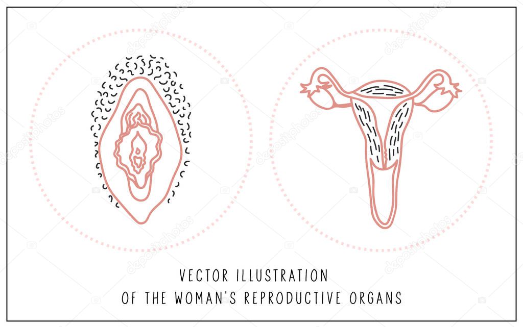 Vector illustration of Female reproductive organs anatomy.