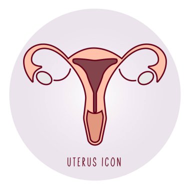 Human uterus illustration. Reproductive organs of a woman.  clipart