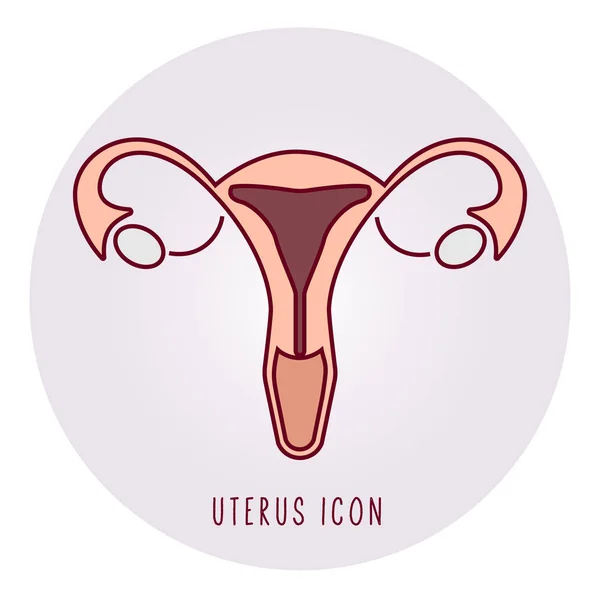 Illustration des menschlichen Uterus. Fortpflanzungsorgane einer Frau. — Stockvektor