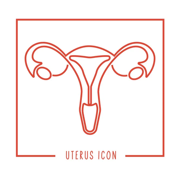 Menschliche Gebärmutter oder weibliches reproduktives Geschlechtsorgan — Stockvektor