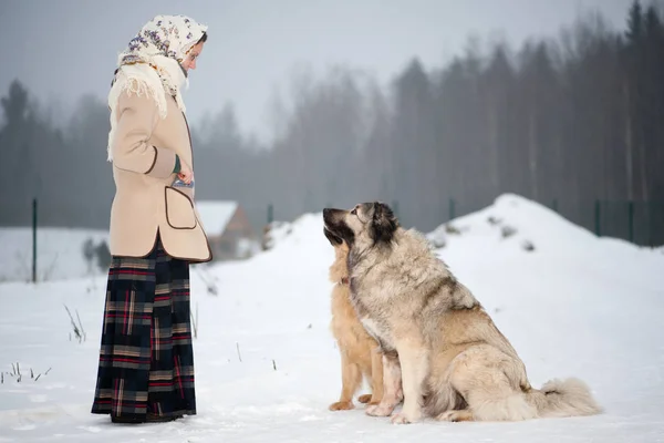 Kız kış aylarında ormanın ortasında bir karlı zeminde Köpek eğitiyor. Kız bir ceket, uzun yün etek ve eşarp. Beyaz Bahçe çitin arkasında koruyan çoban.