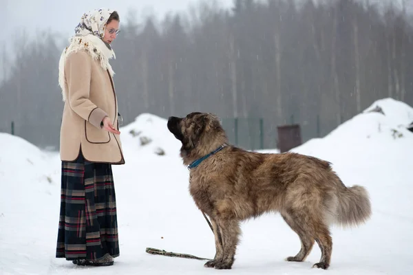 Kız kış aylarında ormanın ortasında bir karlı zeminde Köpek eğitiyor. Kız bir ceket, uzun yün etek ve eşarp. Beyaz Bahçe çitin arkasında koruyan çoban.