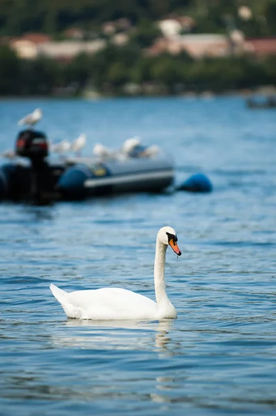 Yalnız beyaz bir Kuğu Gölü martı ve tüyler ürpertici bir uzak shore ile bir teknenin arka planı mavi su
