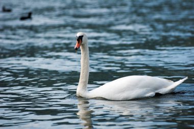 Beyaz kuğu ile incelikle mavi su baş yüzer döndü
