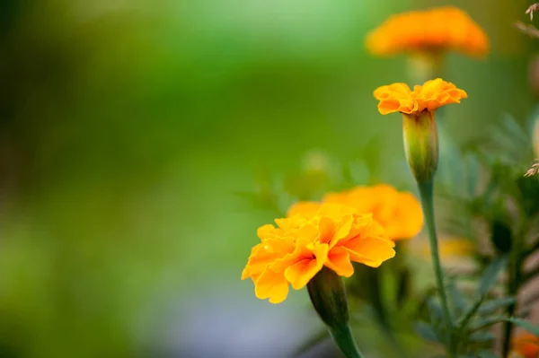 Güzel kadife çiçeği çiçek Tagetes erecta, Meksika, Aztek veya bahçede Afrika kadife çiçeği.