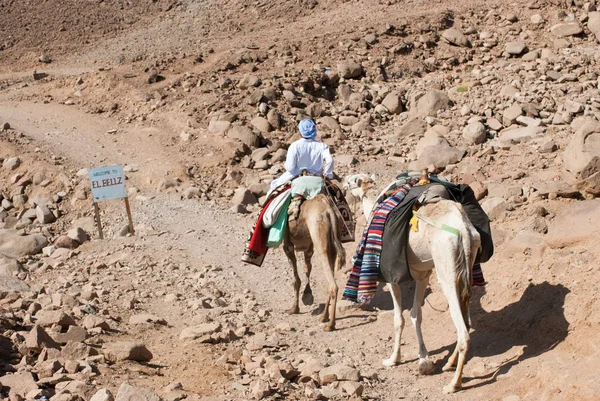 Bedevilerin Dahab yakınındaki Sina Yarımadasında bir çift eşliğinde düzenli bir güzergah üzerinde deve karavan