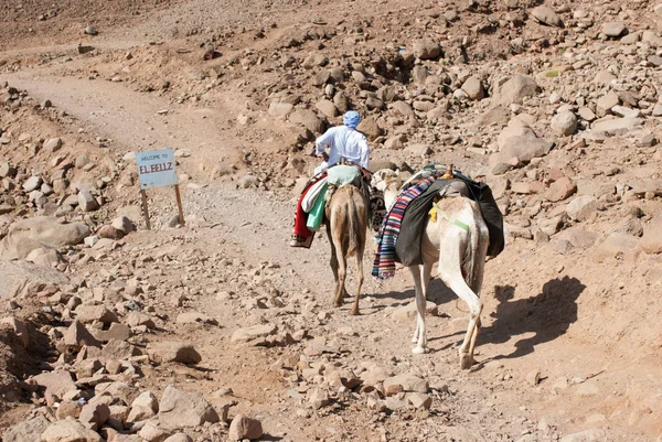 Bedevilerin Dahab yakınındaki Sina Yarımadasında bir çift eşliğinde düzenli bir güzergah üzerinde deve karavan