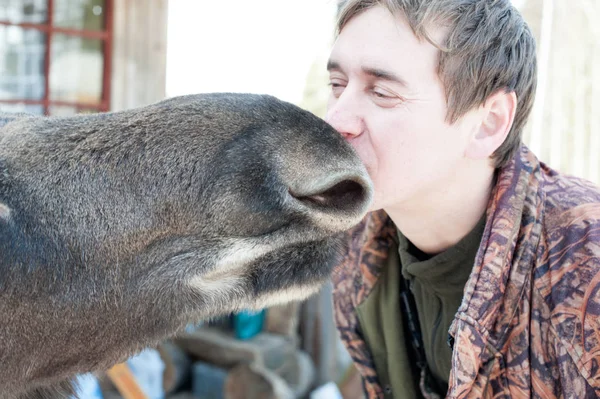 Fechar de um homem beijando um alce — Fotografia de Stock