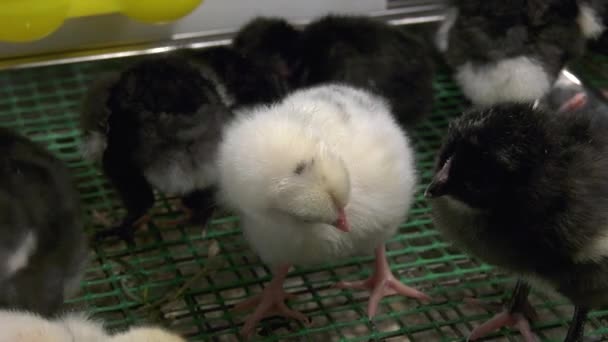 Pequeño Pollo Dos Días Limpia Las Plumas Primer Plano Pequeño — Vídeos de Stock