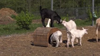 İki keçi, beyaz ve siyah, oynuyor ve diğer evcil hayvanlarla çevrili eski bir köpek kulübesi de butting.