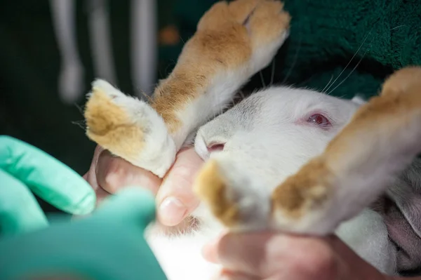 Um veterinário castra coelhos na fazenda com um instrumento cirúrgico . — Fotografia de Stock