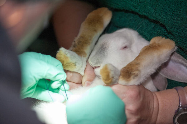 A veterinarian castrates rabbits on the farm with a surgical instrument.