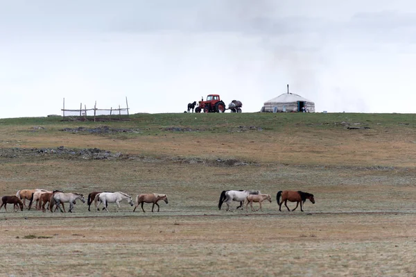 Classic summer nomadic camp in Mongolia steppe