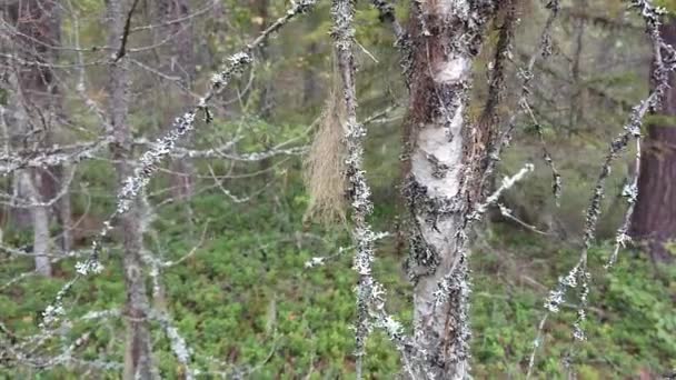 Λειλιωμένα Κορμός Σημύδας Στο Δάσος Αλλαγή Κάμερας Γύρω Από Έναν — Αρχείο Βίντεο