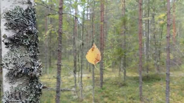 Feuille Bouleau Jaune Accrochée Une Toile Araignée Invisible Décalage Autour — Video