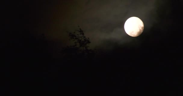 すぐに雲が閉じて満月とその下の木々を開きます 恐怖と不安満月の夜の嵐の雰囲気 — ストック動画