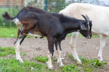 Keçi, sulu yeşil çimlerle kaplı çayırda otluyor..