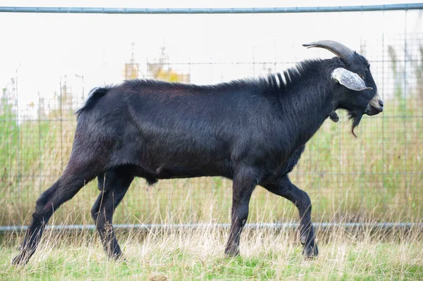 Ein Mächtiger Ziegenbauer Dicker Schwarzer Wolle Steht Auf Einer Stange — Stockfoto