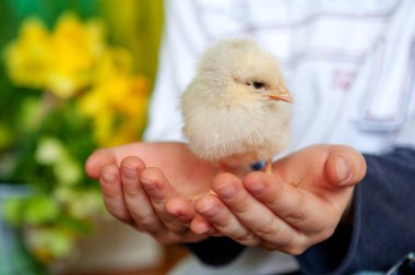 a little chicken on the children's hands on a yellow and green background, a boy and a bird, best friends, easter concept