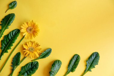 Gerbera sarı çiçek ve yaprakları sarı arka plan - üstten görünüm kopya alanı bahar ve yaz ruh süslemeleri