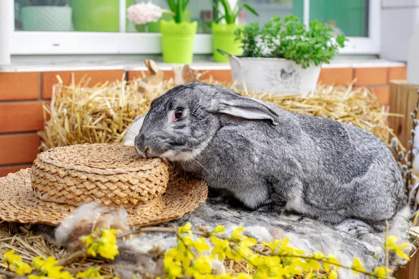 Paashaas konijn met geschilderde eieren. Pasen, dier, lente, feest en vakantieconcept. — Stockfoto