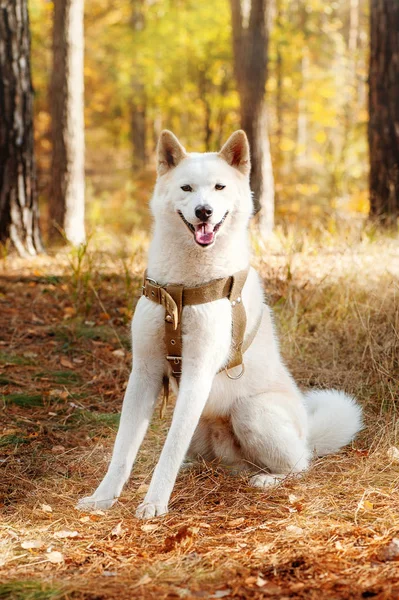 Akita inu perro en el bosque de otoño —  Fotos de Stock