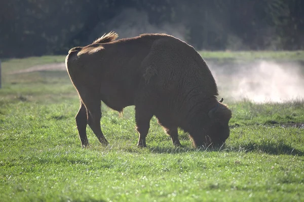 Bisonte Bruno Pascolo Sul Campo Prateria Immagine Stock