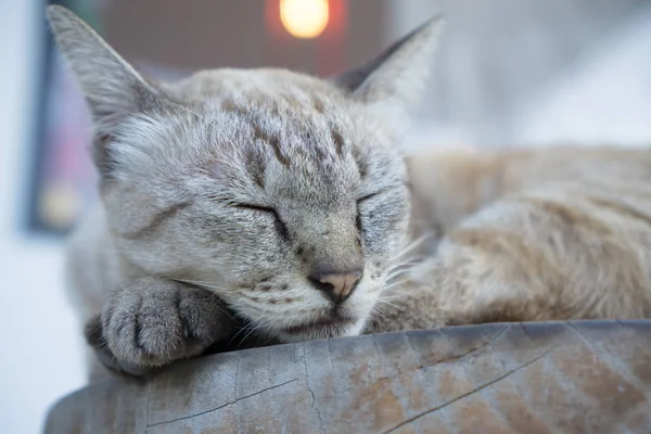 sleeping cat on chair