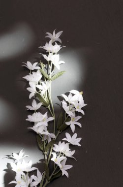 siyah arka plan üzerine çiçek