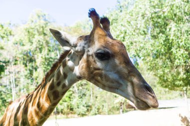 Hayvanat bahçesinde zürafa, yüz yakın çekim