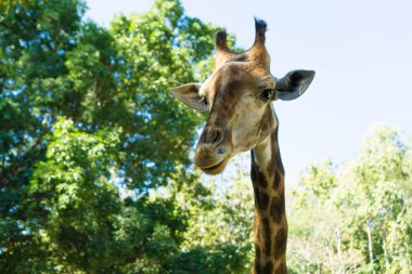 Hayvanat bahçesinde zürafa, yüz yakın çekim