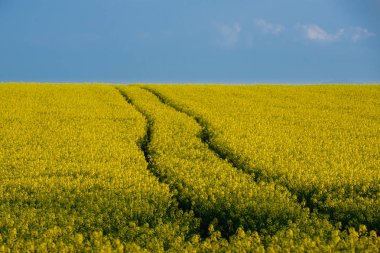 Sarı tecavüz alan. Bahar manzara.