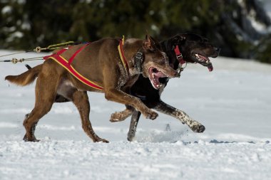 Köpekler sleddog yarış sırasında çalıştırma