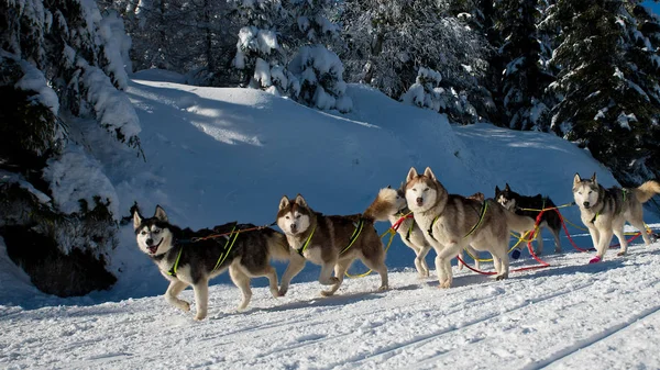 Χειμώνα Sled Dog Race — Φωτογραφία Αρχείου