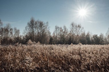Kırsal sahne güneşli sabah sırasında