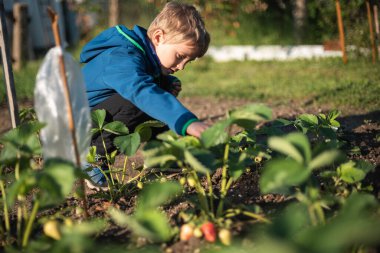 Genç çocuk bahçede ilk çileği arıyor..