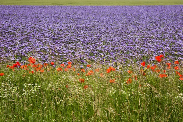 Colorful Fields Purple Phacelia Red Poppy Green Grass Grain — Stock Photo, Image