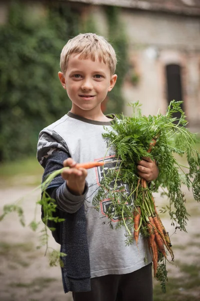 Young Boy Fresh Carrots Country Yard — Stock Photo, Image