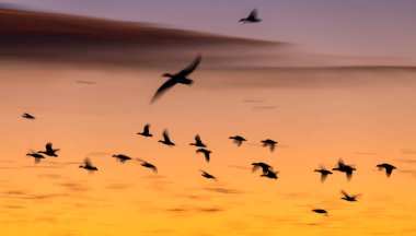 Gün batımında Bosque Del Apaçi Ulusal Vahşi Yaşam Sığınağında uçan Kum Tepesi Turnaları