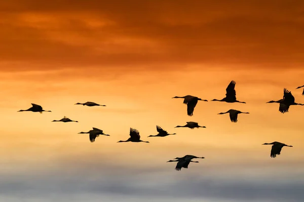 Guindastes de Sandhill voando no Bosque Del Apache National Wildlife Refuge ao pôr do sol — Fotografia de Stock