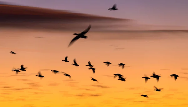 Sandhill Cranes flying at Bosque Del Apache National Wildlife Refuge at sunset — Stock Photo, Image