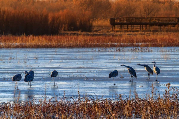 Homoki daruk a Bosque del Apache Nemzeti Vadvédelmi Menedékben, Nevada — Stock Fotó