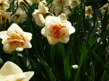 Nergis güneşli bir günde. Yan görünümü. Erken Hollanda'da Bahçe.