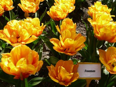 Parlak sarı turuncu Şakayık Lale. Lale 'Freeman'. Erken Hollanda'da Bahçe.