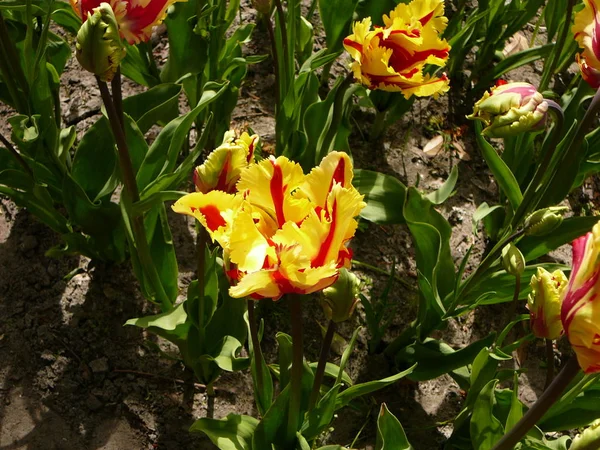 Yellow and red parrot tulips in the garden. Sunny day. Early may garden in Netherlands.