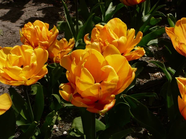 Bright yellow orange peony tulips. Early may garden in Netherlands.